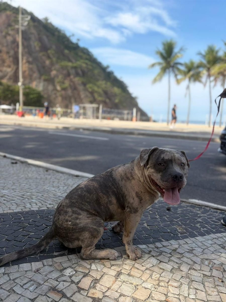 ICE, american bully tigrado, sentado no calçadão do Leme