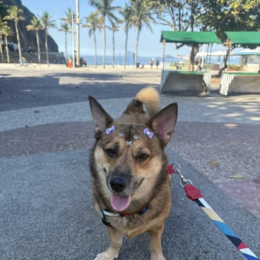 Lillie, cadela com lacinhos lilás, sentada em frente à praia