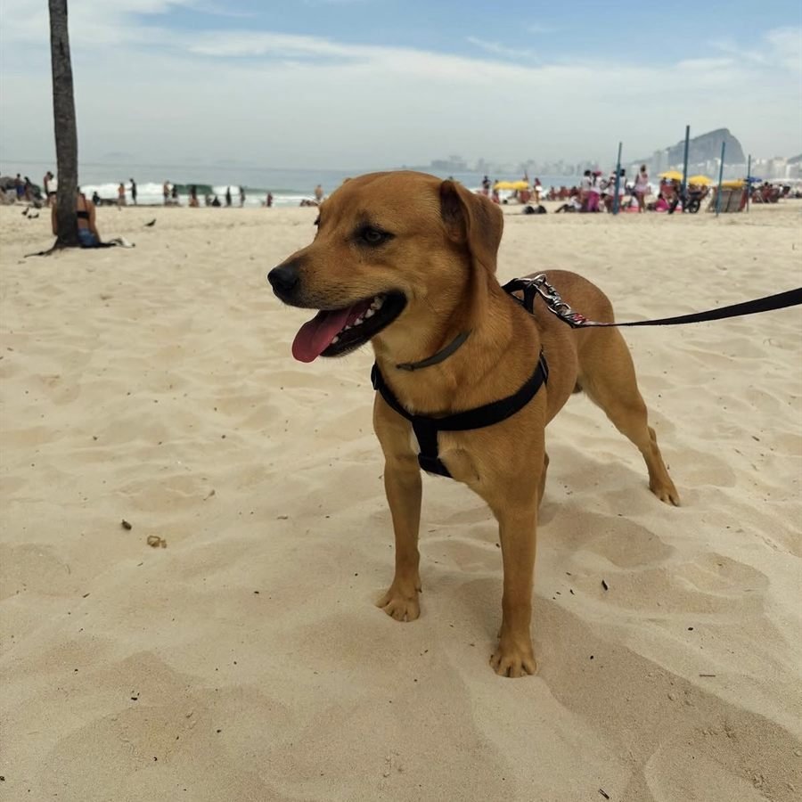 Rasta, cão caramelo, na areia da praia de Copacabana