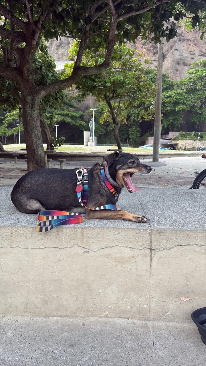 Tica, cadela preta e marrom de peitoral colorido, descansando na sombra da praça