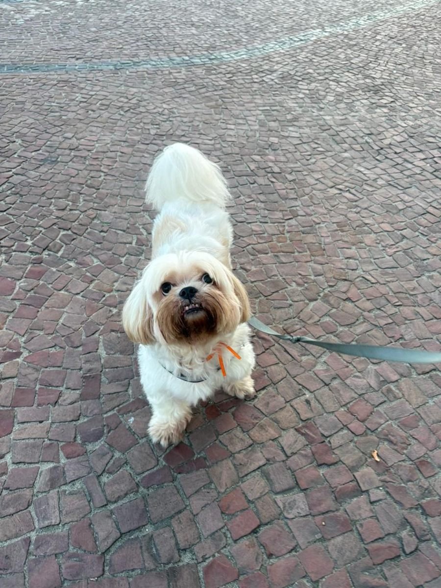 Toby, shih tzu branco e caramelo, na guia sobre o calçamento de pedra