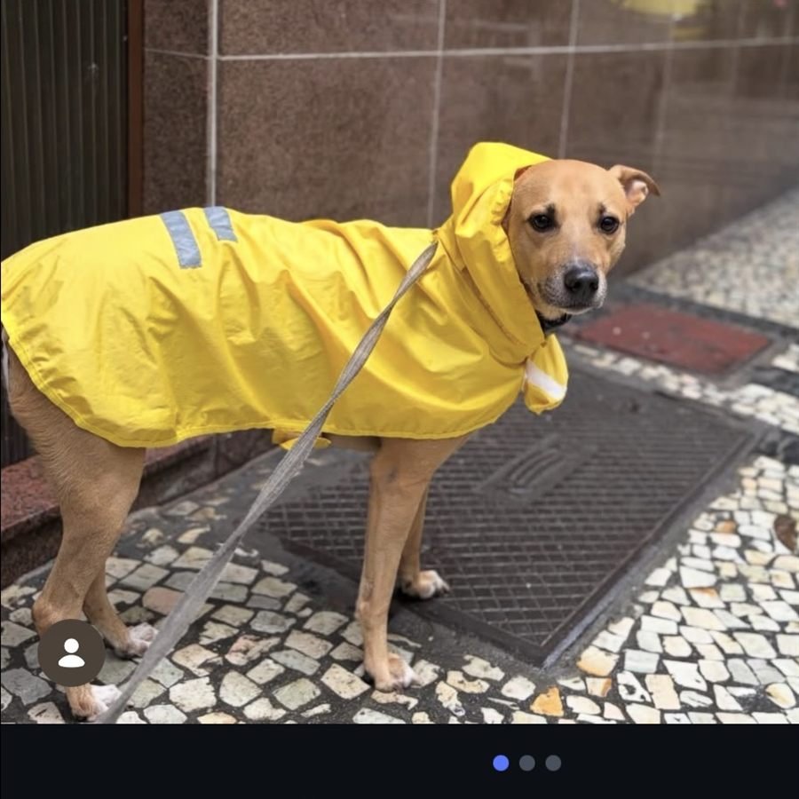 Tomm, cão caramelo, de capinha de chuva amarela