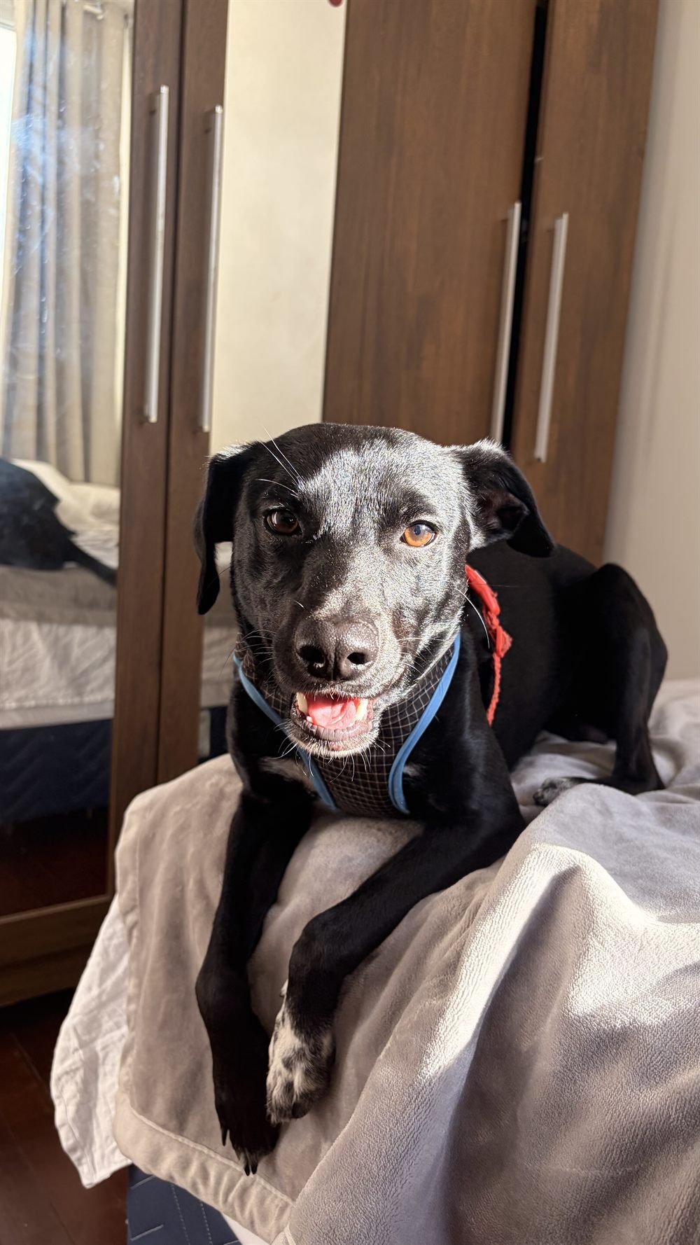 Cão preto hospedado, deitado confortavelmente na cama